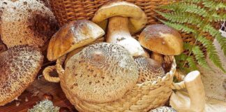 НС отмени на първо четене патентния данък за бране на билки, горски плодове, гъби и трюфели