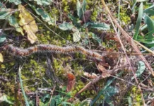 Нашествие на опасни гъсеници у нас