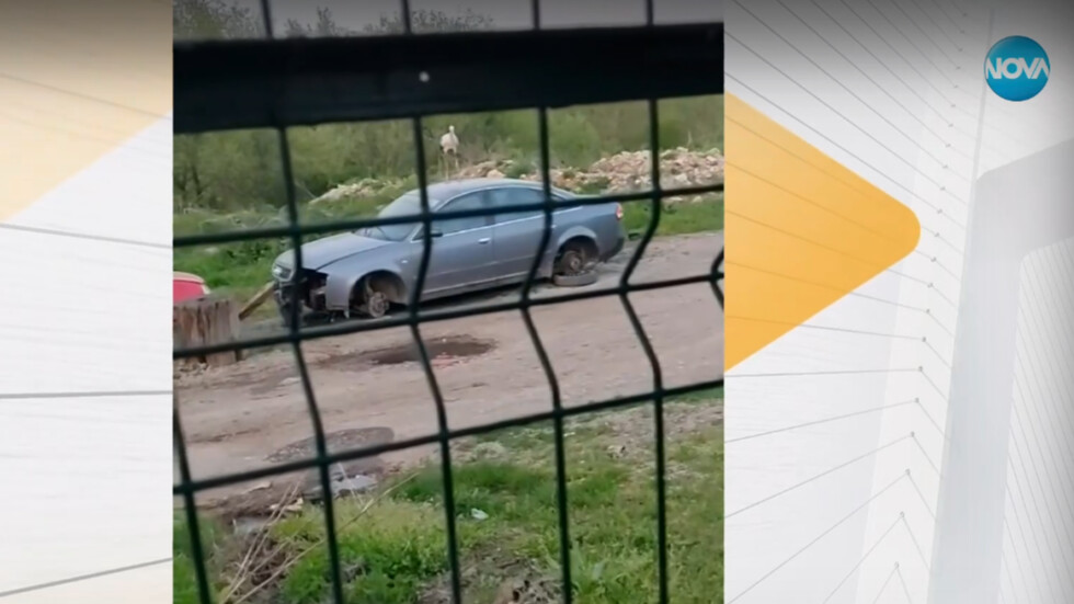Щъркел който атакува автомобили и тормози хора в Луковит се