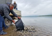 Зарибиха язовир „Огоста“ с над един тон малки рибки