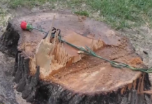 Протест в Дупница заради отсечени дървета пред сградата на общината