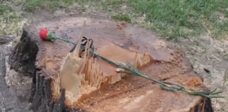 Протест в Дупница заради отсечени дървета пред сградата на общината