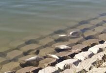 Огромно количество мъртва риба изплува в гребната база в Пловдив