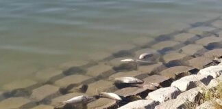 Огромно количество мъртва риба изплува в гребната база в Пловдив