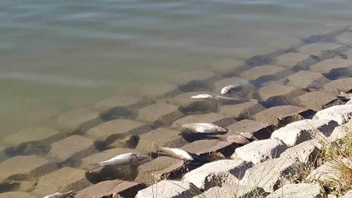Тревожен сигнал от Пловдив Хиляди мъртви риби изплуваха край Гребната