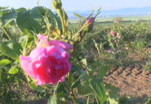 Започна кампанията по събиране на розовия цвят