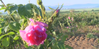 Започна кампанията по събиране на розовия цвят