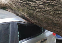 Силна буря събори дървета и клони в Пазарджик