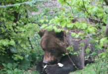 Мечокът Чарли от парка в Белица издъхна на 33 г.