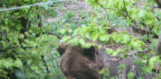 Мечокът Чарли от парка в Белица издъхна на 33 г.