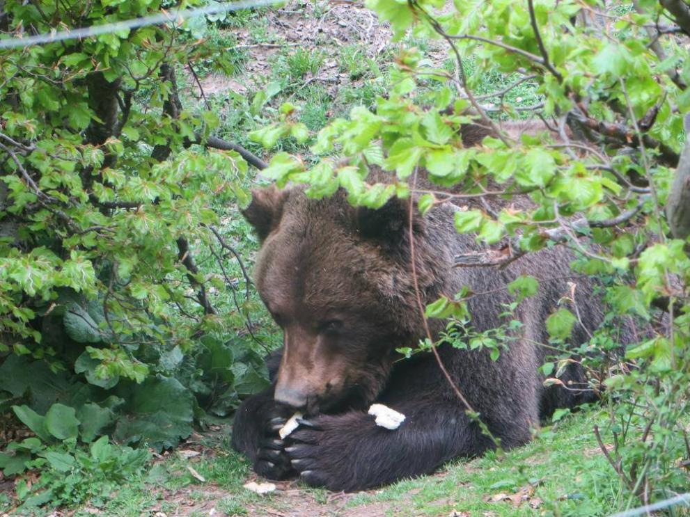 Паркът за мечки край Белица се сбогува с мечока Чарли