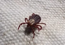 Жена от Берковица е с марсилска треска след ухапване от кърлеж