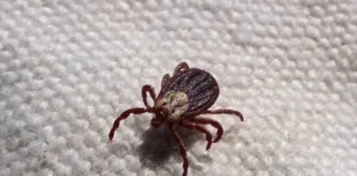 Жена от Берковица е с марсилска треска след ухапване от кърлеж