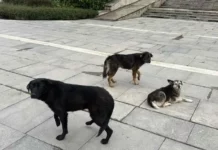 За първи път от години глутница кучета пред НДК