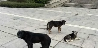 За първи път от години глутница кучета пред НДК