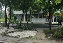 Асфалтираха дървета в столичния квартал „Мусагеница“