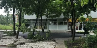 Асфалтираха дървета в столичния квартал „Мусагеница“