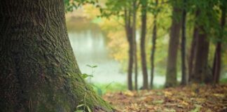 Възрастен мъж почина след измръзване в гора край хасковско село