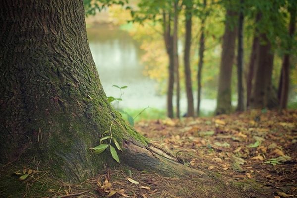 Възрастен мъж почина след премръзване в гора в Харманлийско съобщиха