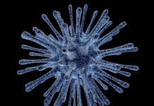 Атакува ни нов парвовирус, известен още като вирус „на шамара“