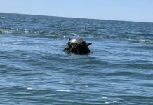 Мина е открита в Черно море в района на Паша дере