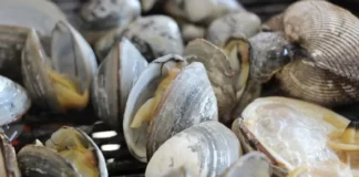 Забраниха улова на миди и рапани край Румъния заради токсични водорасли