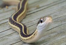 Двама мъже хвърлиха змия на гише в общината в Разград