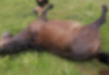 Десетина коне убити с арбалет и огнестрелно оръжие в Етрополе