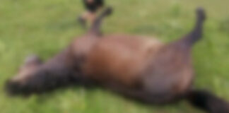 Десетина коне убити с арбалет и огнестрелно оръжие в Етрополе