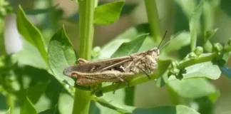 Марокански скакалци нападнаха Благоевградско
