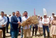 Жътвата започна, над 6 млн. тона е очакваната реколта от пшеница