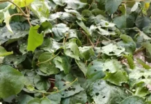 Над 15 земеделски производители са пострадали след градушката в първомайското село Искра