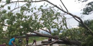 Паднали дървета и отнесен покрив на детска градина в Казанлъшко