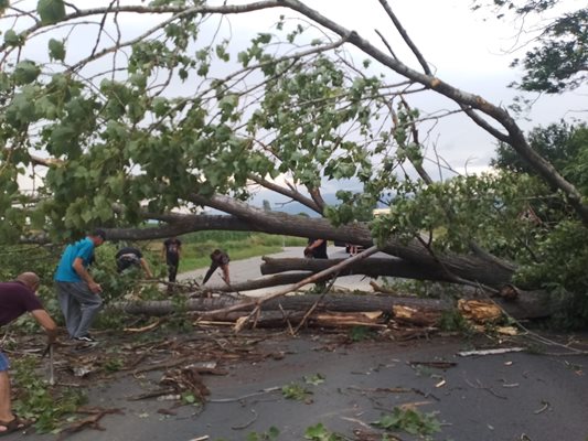 Силната буря в Казанлъшко нанесе сериозни щети Паднали дървета затрудниха