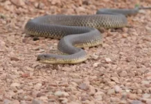 Влечуги плъзнаха из детски площадки в Кюстендилско