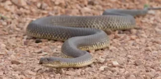 Влечуги плъзнаха из детски площадки в Кюстендилско