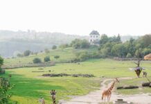 Столичният зоопарк с вход свободен за всички в Деня на детето