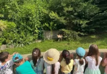 Лисица се настани с бебетата си в детска градина в Драгалевци