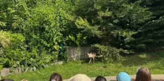 Лисица се настани с бебетата си в детска градина в Драгалевци