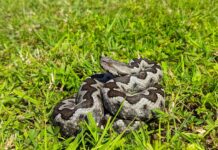 Мъж е в реанимация след ухапване от змия край Благоевград