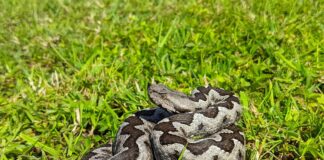 Мъж е в реанимация след ухапване от змия край Благоевград