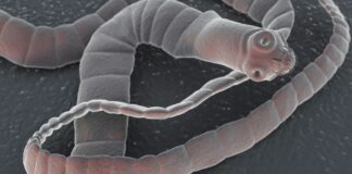 Първи случай за годината на заразен с кучешка тения у нас