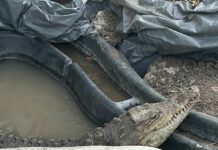 Крокодилът от Ботунец става държавен