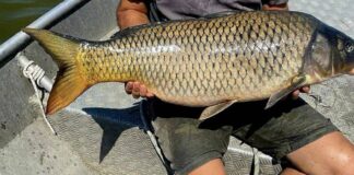 Служители на ИАРА върнаха в езерото Вая над 160 кг риба, костенурки и птици, хванати от бракониерски мрежи