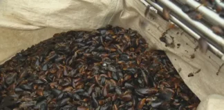 Откриха ешерихия коли в миди, предлагани на пазара