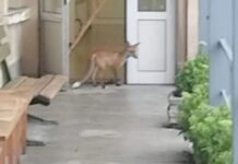 Лисица влезе в КАТ – Велико Търново