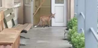 Лисица влезе в КАТ – Велико Търново