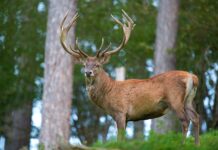 Разследват варненски съдия за бракониерски лов на два благородни елена