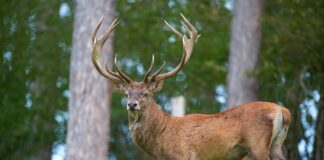 Разследват варненски съдия за бракониерски лов на два благородни елена