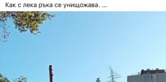 Емблематичните атласки кедри в Аспарухово вече ги няма. Кметът Коцев собственоръчно е разписал заповедта за изсичането им